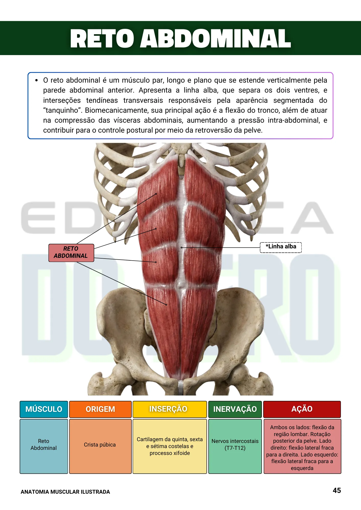 Página ilustrada sobre o músculo reto abdominal