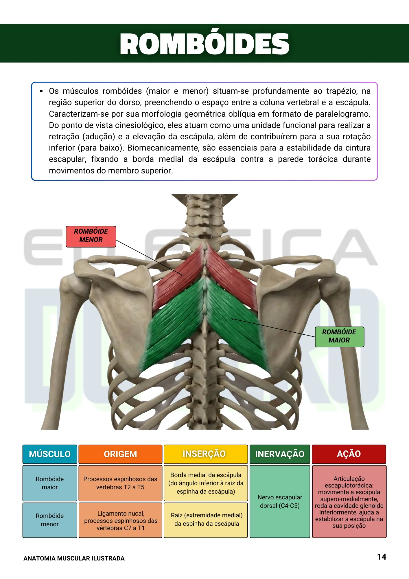 Página ilustrada sobre os músculos romboides